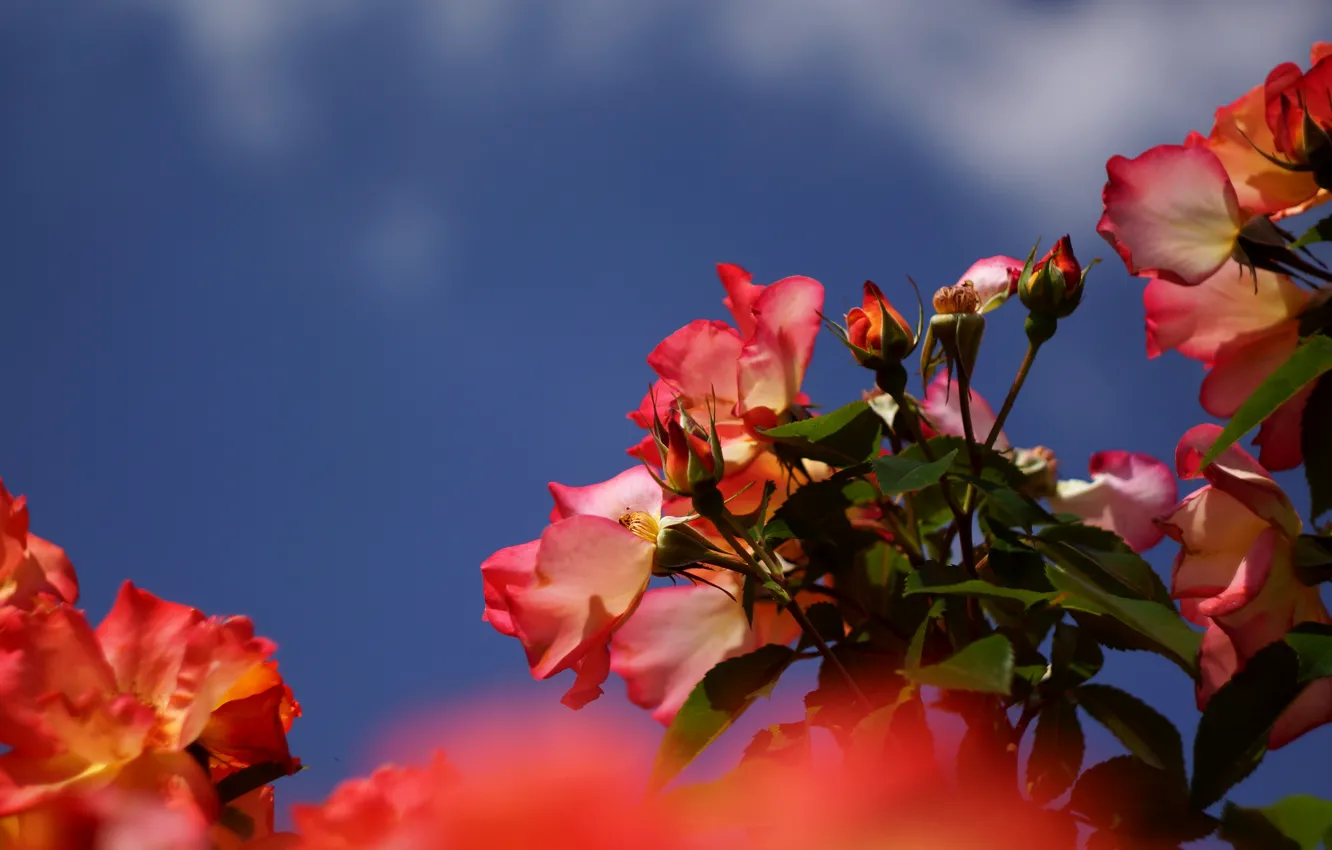 Photo wallpaper the sky, flowers, roses