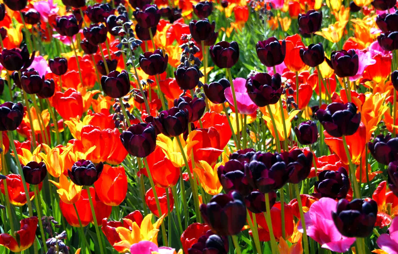 Photo wallpaper flower, flowers, nature, bouquet, spring, petals, tulips, buds