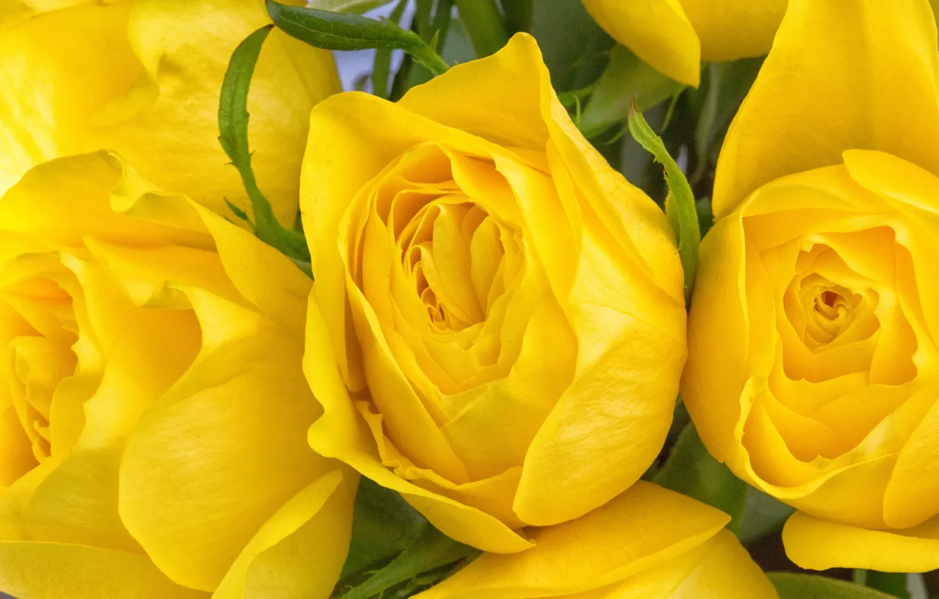 Photo wallpaper macro, roses, buds, yellow roses