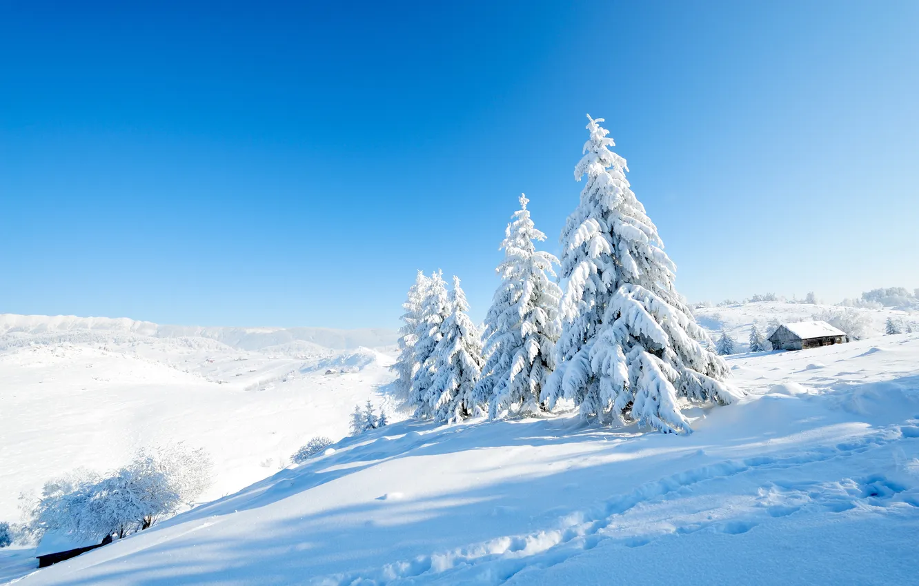 Photo wallpaper winter, frost, forest, light, snow, mountains, hills, in the snow