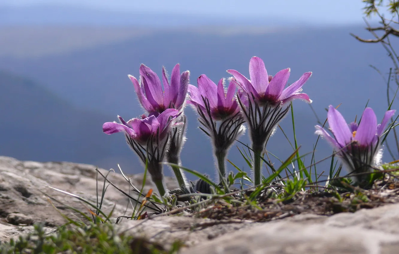 Photo wallpaper flowers, nature, macro