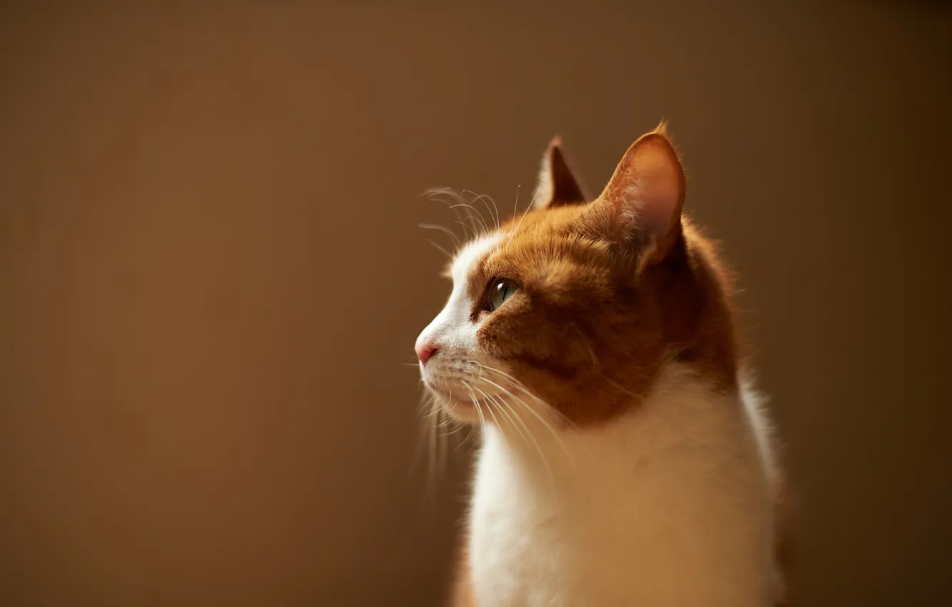 Photo wallpaper cat, cat, background, white-red