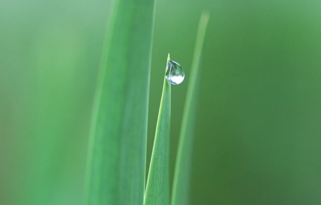Photo wallpaper summer, leaves, green, leaves