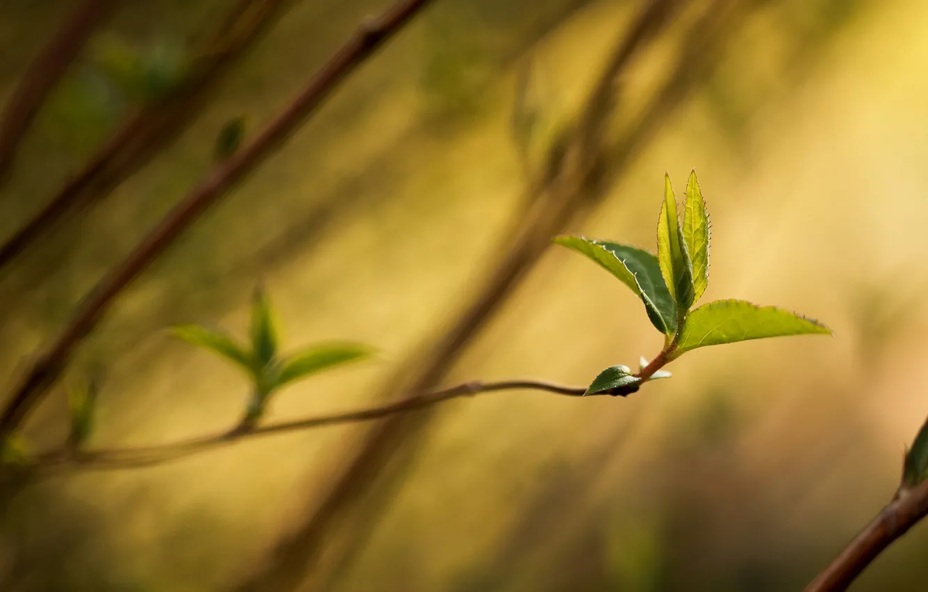 Photo wallpaper leaves, macro, branches, spring