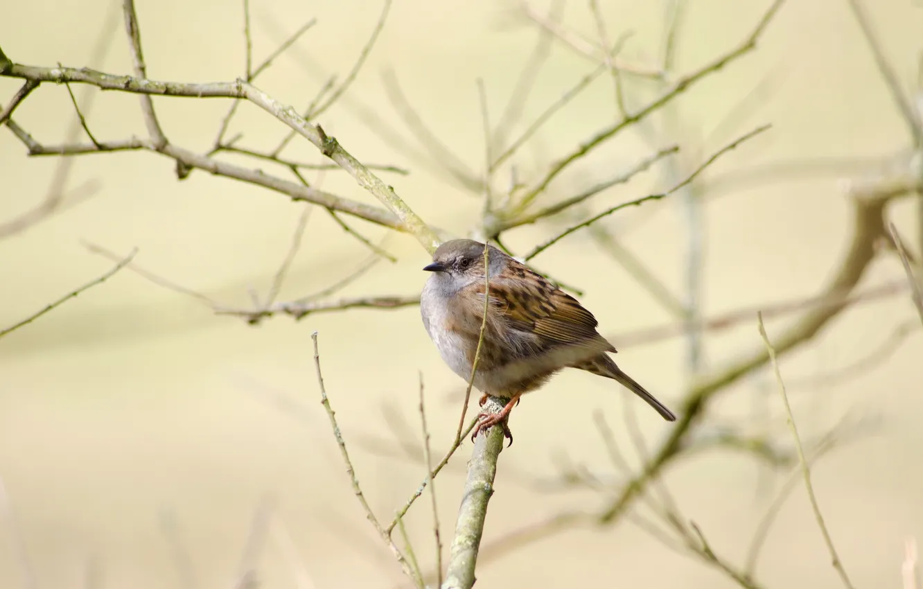 Photo wallpaper nature, background, bird