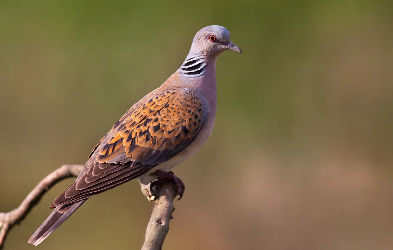 Photo wallpaper branches, bird, bokeh