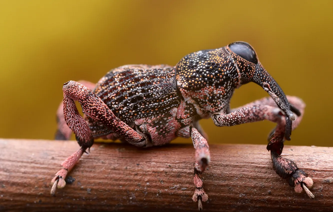 Photo wallpaper nature, background, beetle