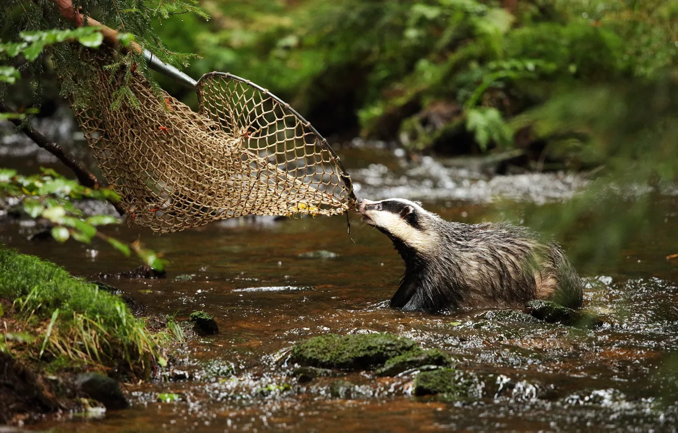 Photo wallpaper pose, attack, network, pond, badger