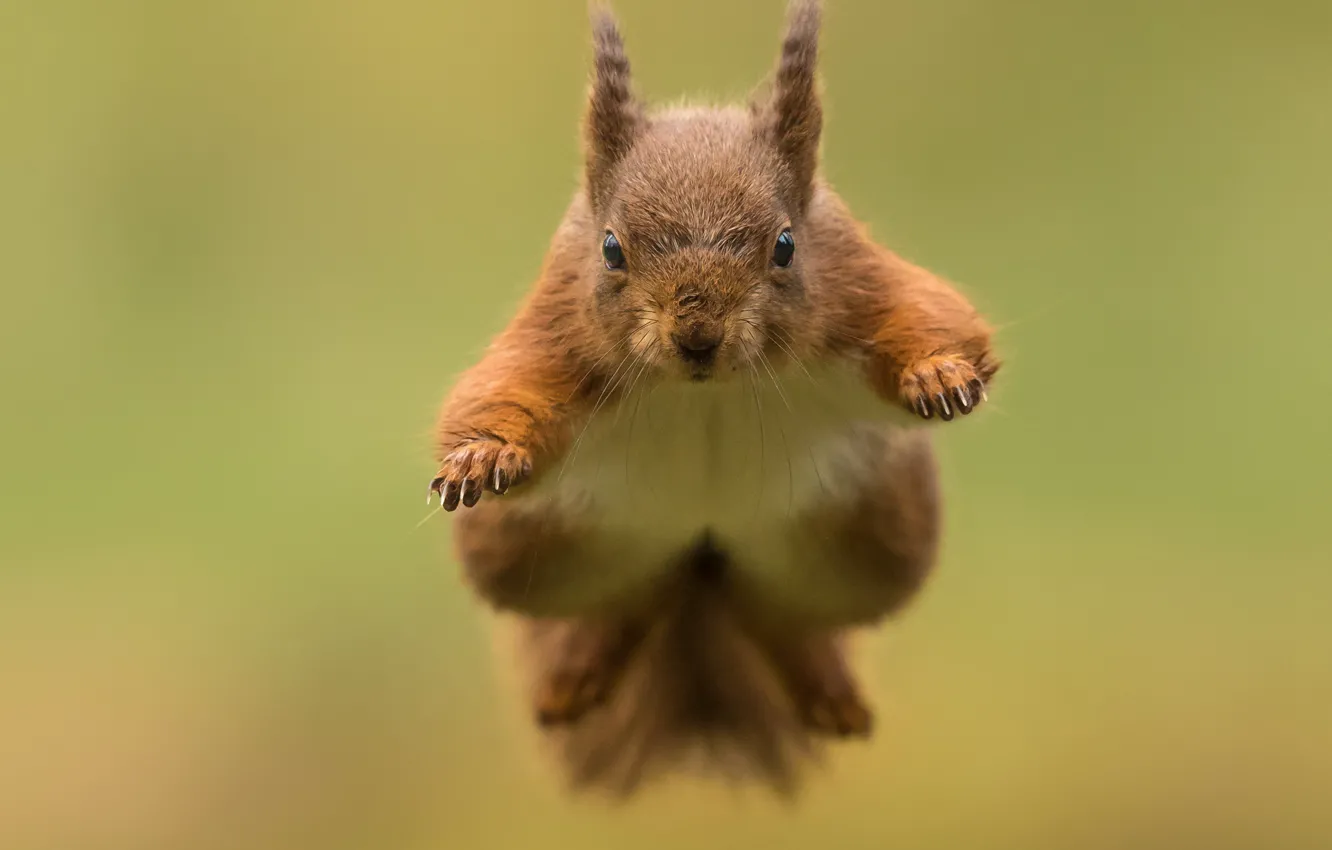 Photo wallpaper flight, background, jump, protein, red, bokeh