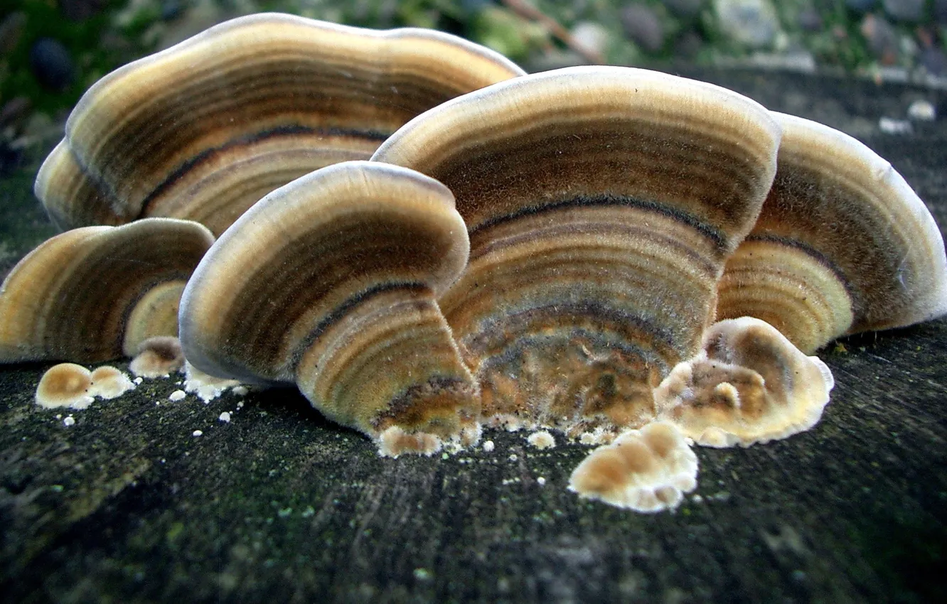 Photo wallpaper mushroom, wood, chaga