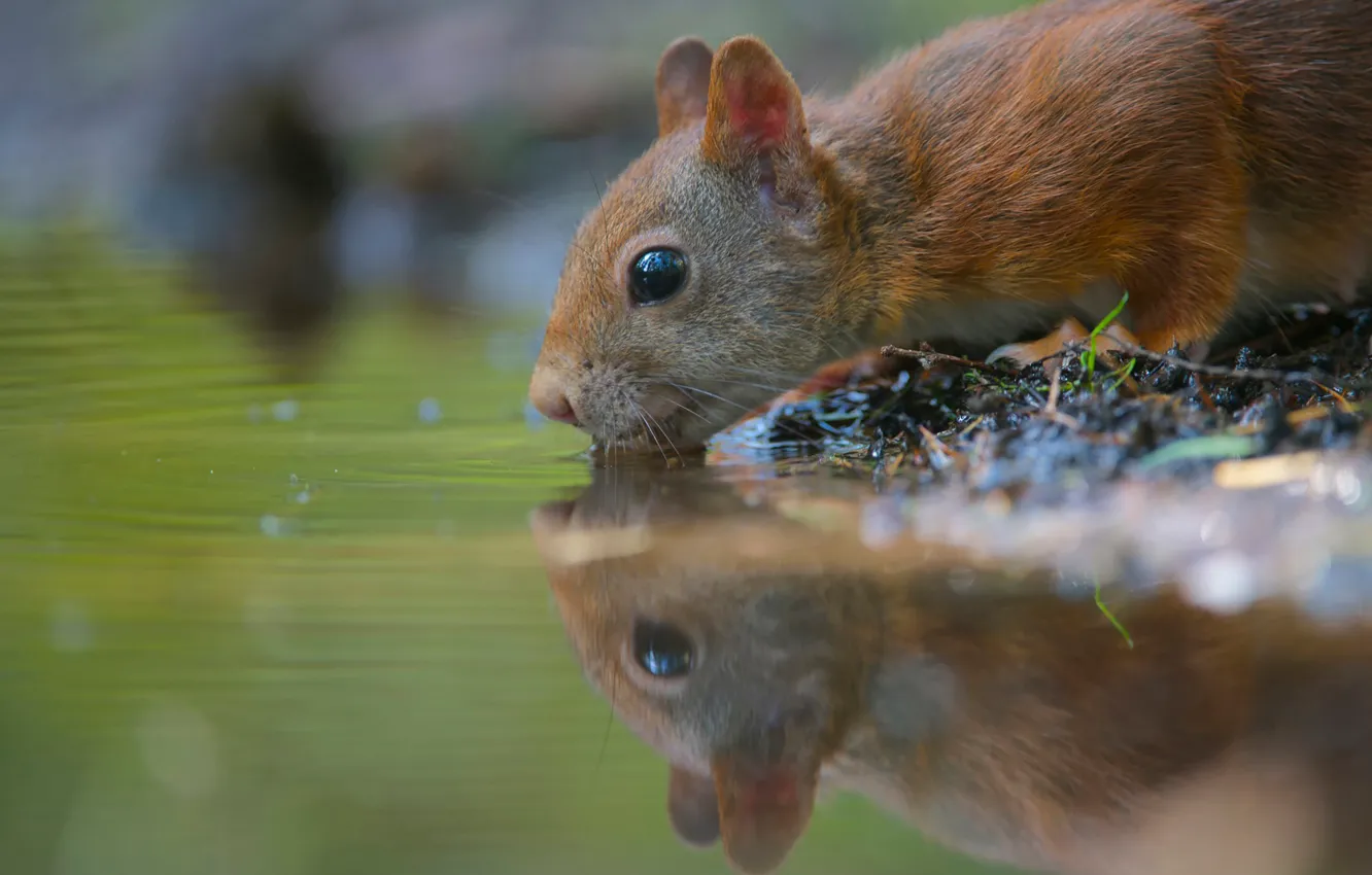 Photo wallpaper water, thirst, rodent