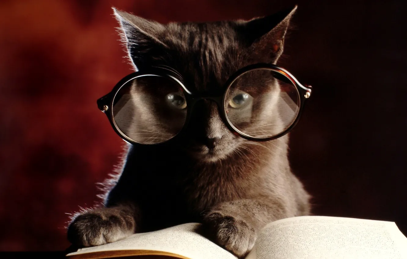 Photo wallpaper cat, kitty, glasses, book