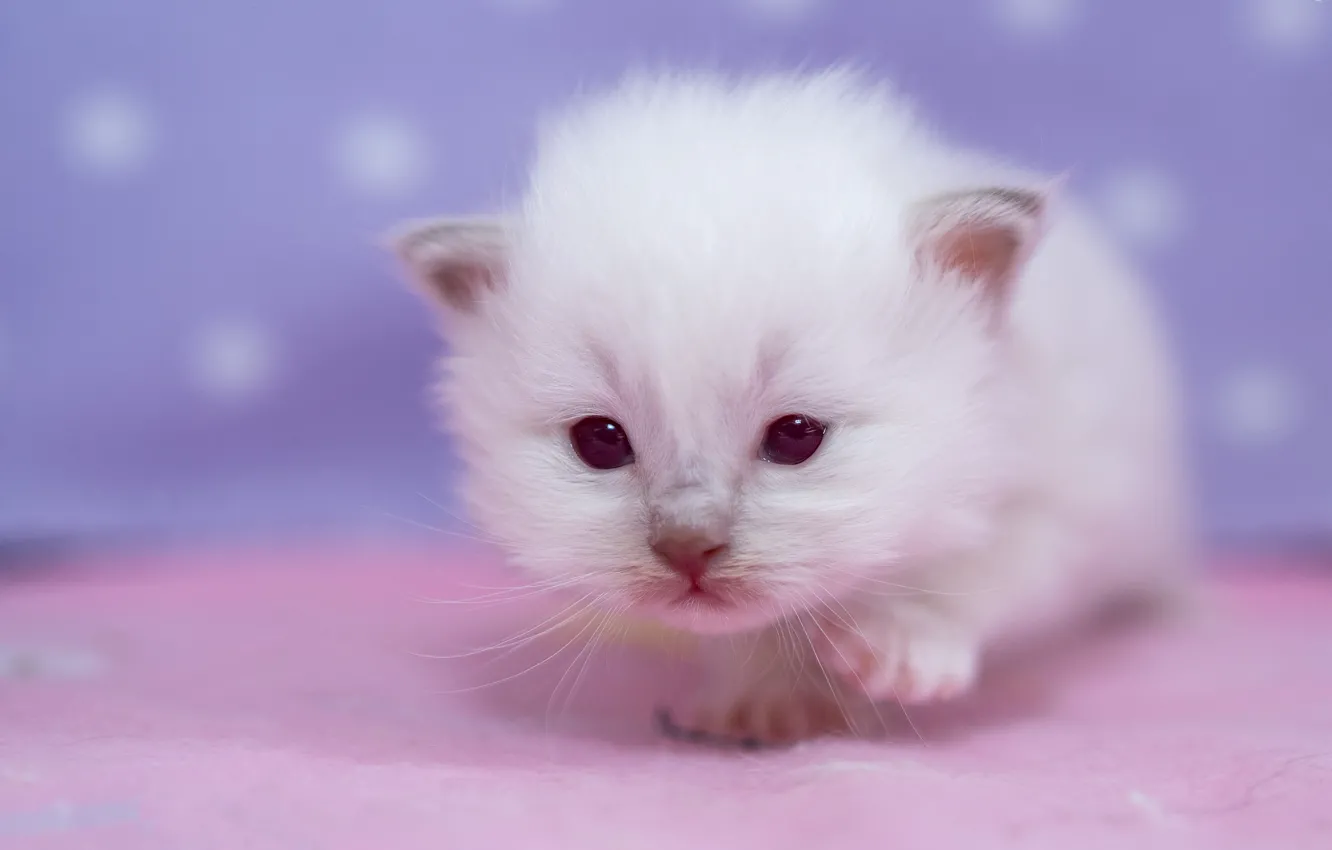 Photo wallpaper cat, white, look, pose, sweetheart, portrait, legs, baby