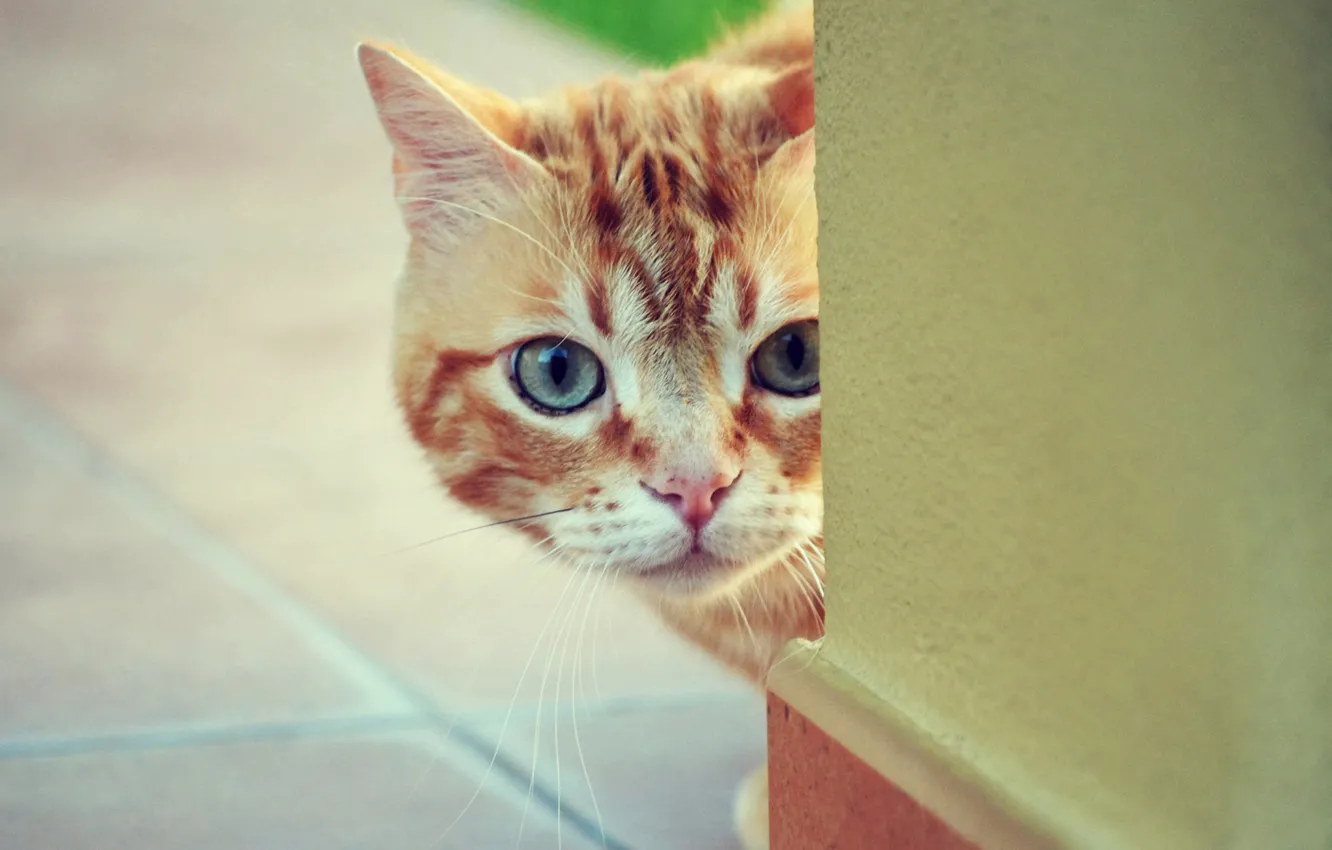 Photo wallpaper cat, cat, look, red, muzzle, cat