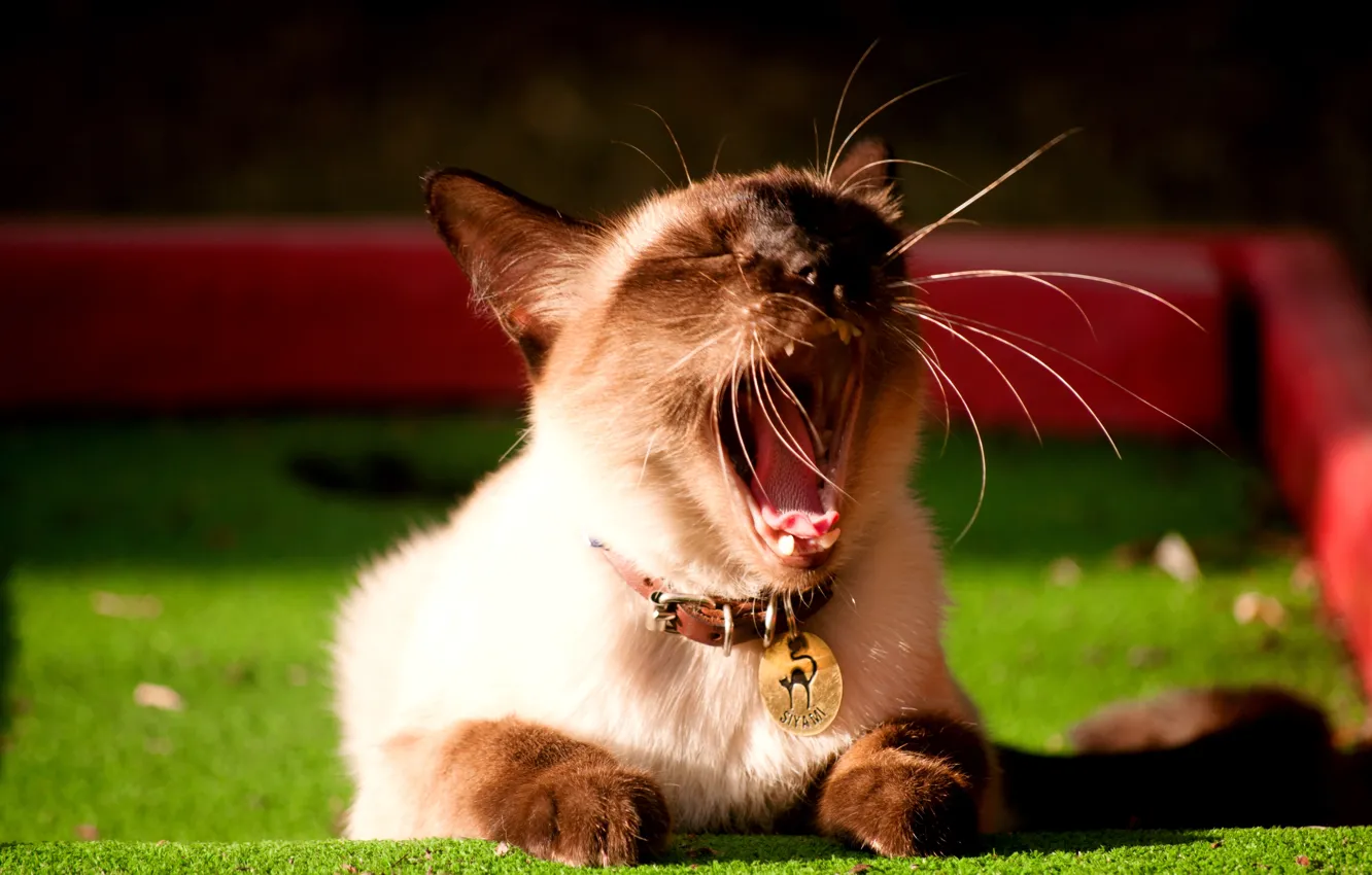 Photo wallpaper cat, face, blur, medallion, collar, Siamese