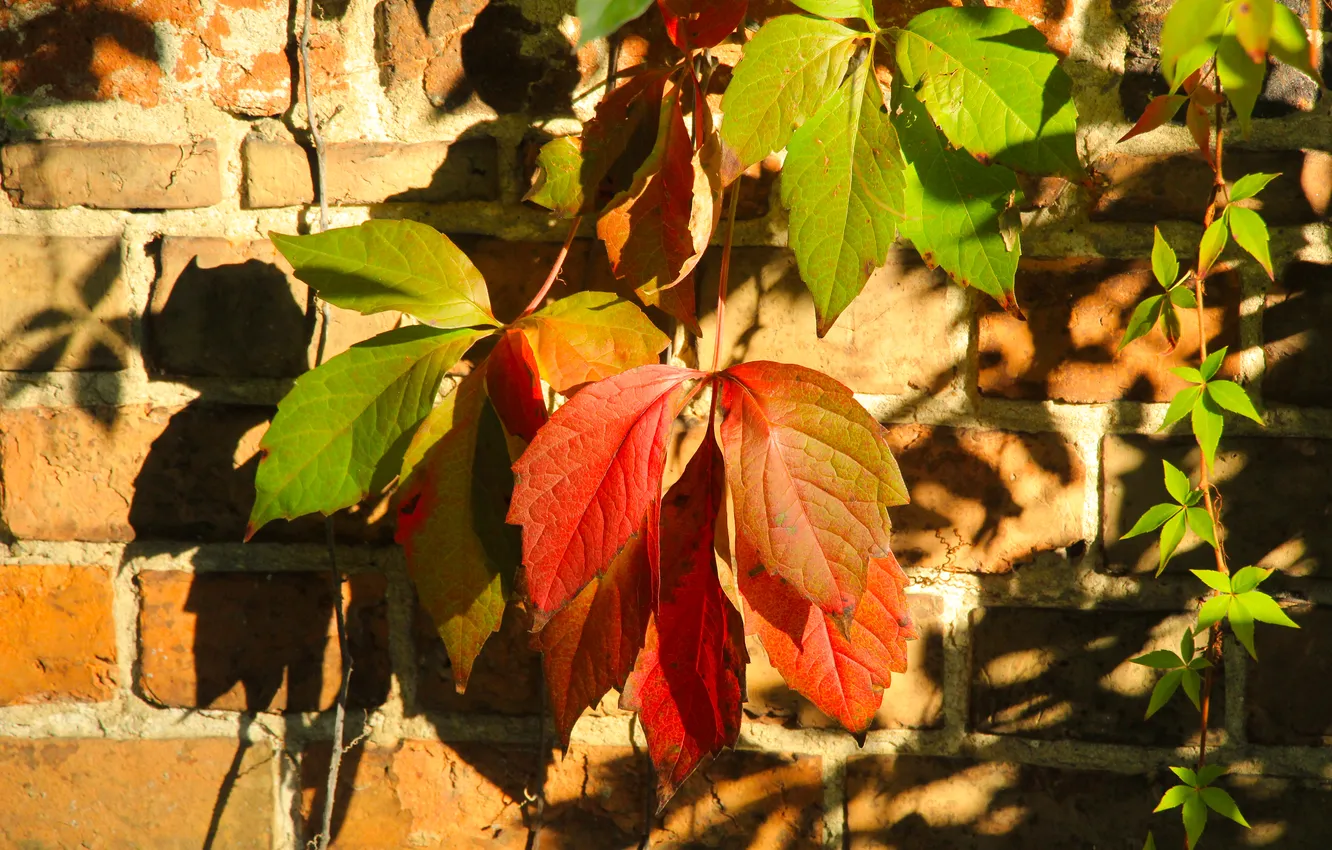 Photo wallpaper wall, bricks, autumn, leafs, color, fall