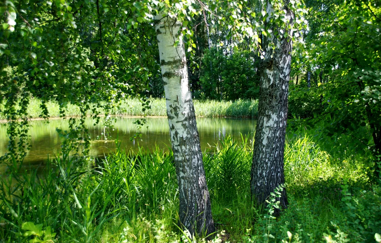Photo wallpaper greens, summer, grass, trees, pond, birch