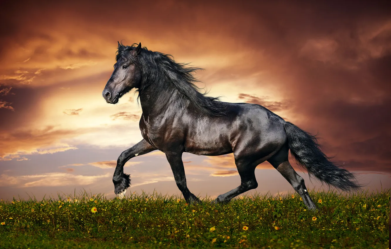 Photo wallpaper horse, horse, frieze