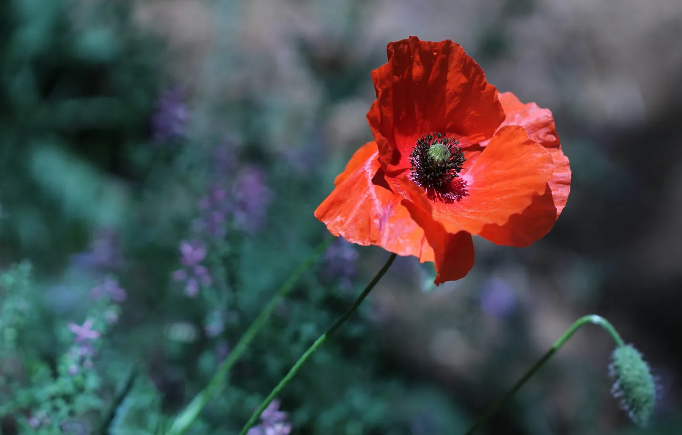 Photo wallpaper light, flowers, red, background, one, Mac, Maki, petals