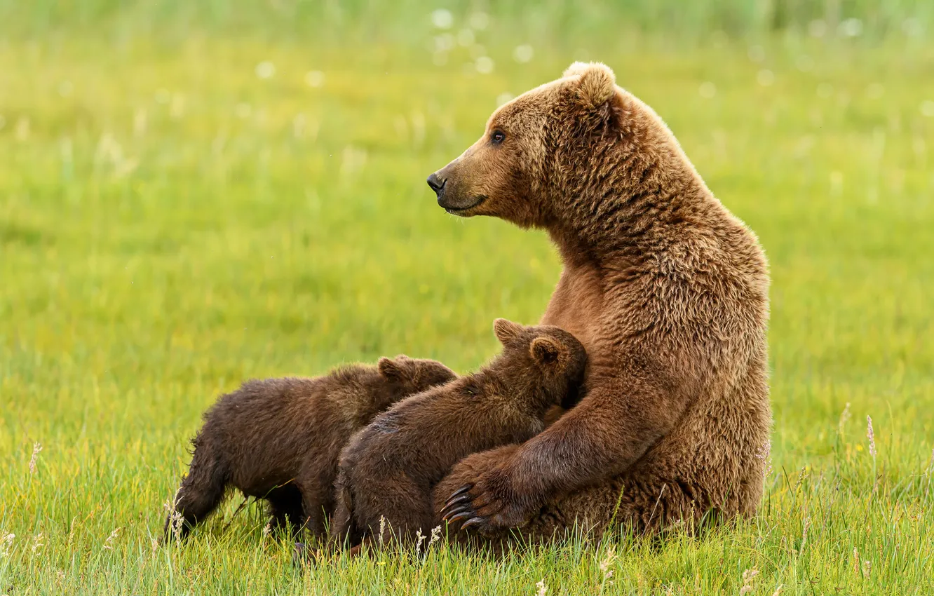 Photo wallpaper grass, pose, glade, baby, bear, profile, bear, sitting