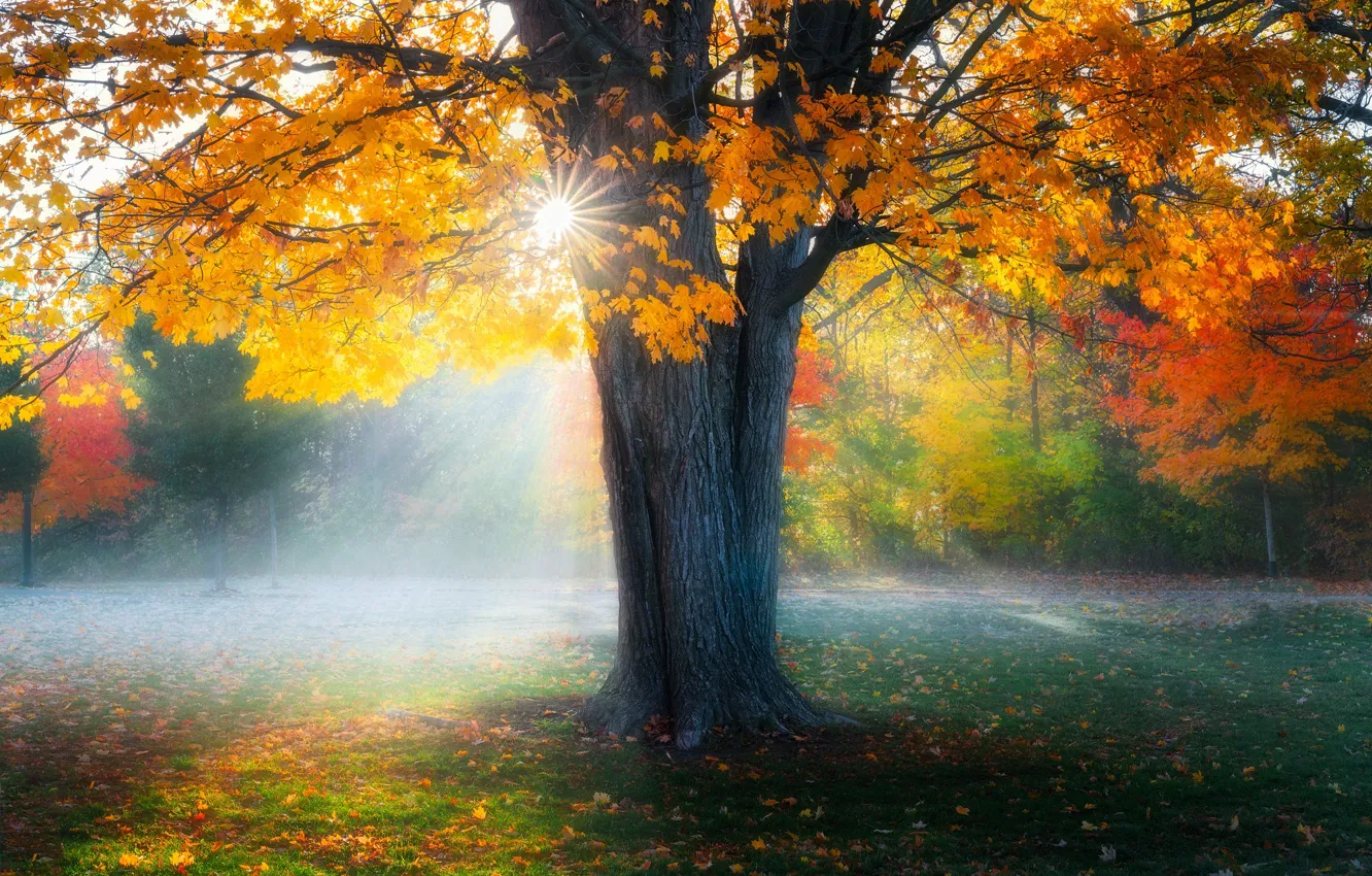 Wallpaper autumn, fog, tree for mobile and desktop, section природа ...