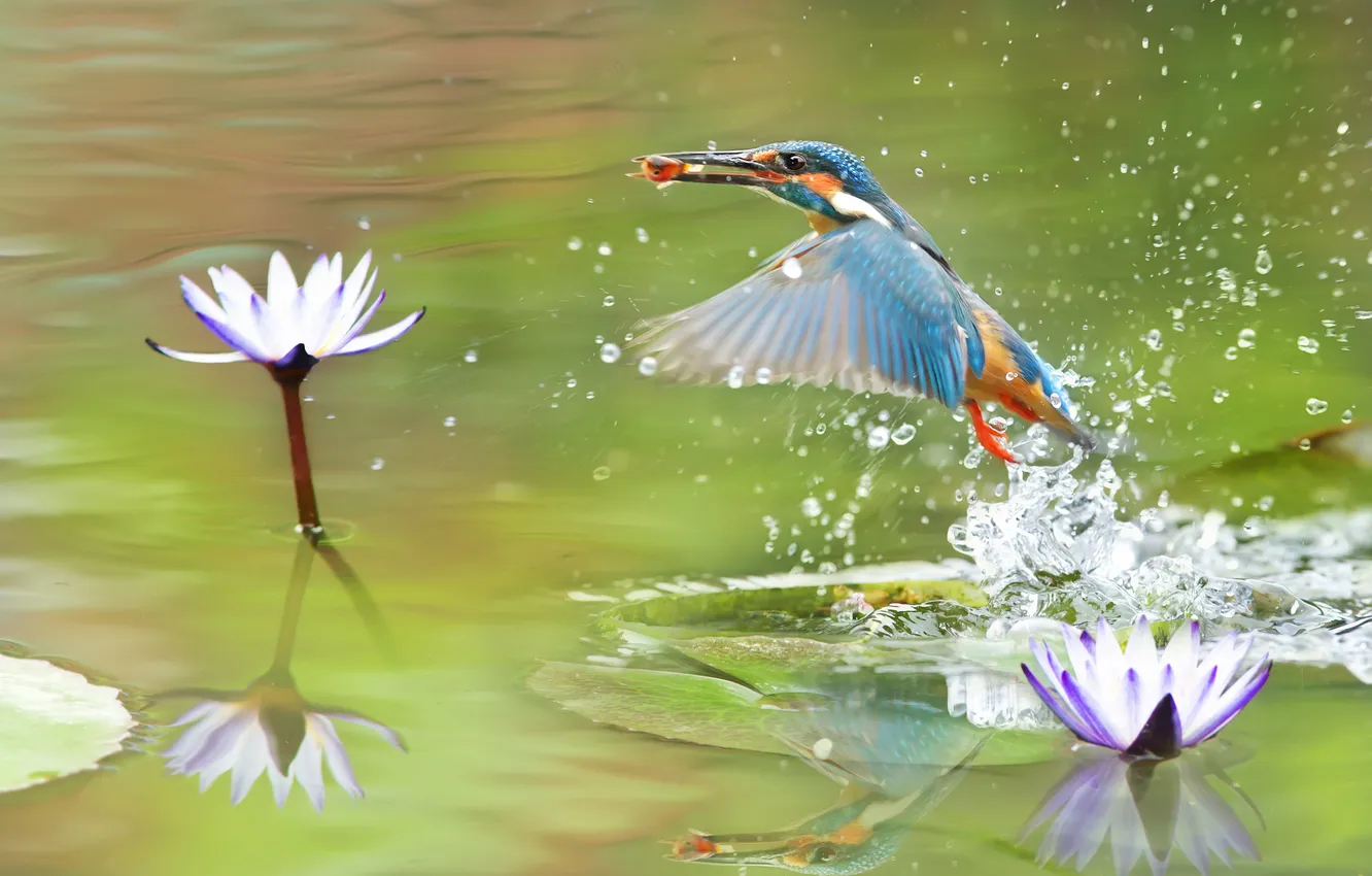 Photo wallpaper water, fish, flowers, squirt, pond, reflection, bird, fishing