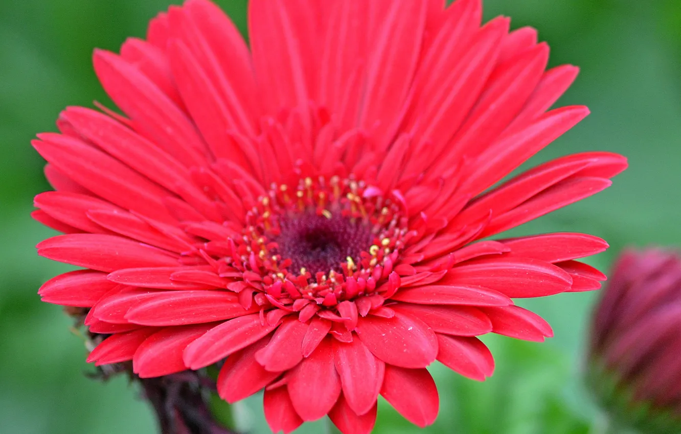 Photo wallpaper macro, red flower, Red flower