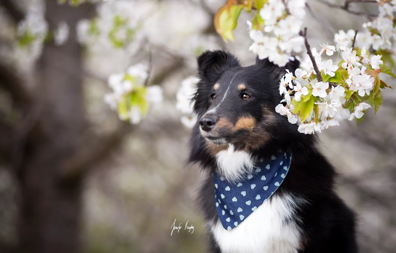 Photo wallpaper each, dog, spring