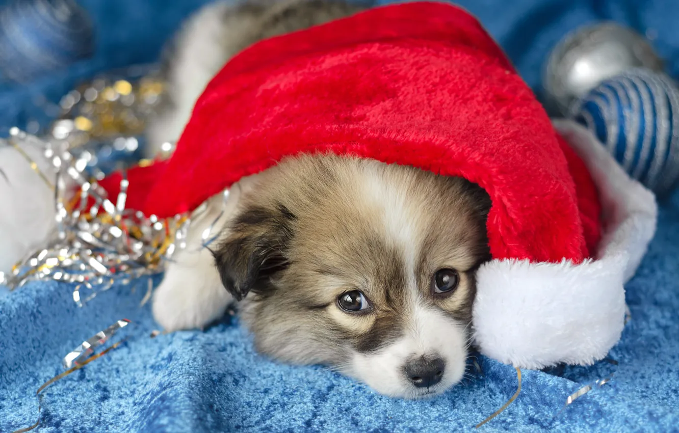 Photo wallpaper look, balls, red, pose, background, holiday, blue, sweetheart