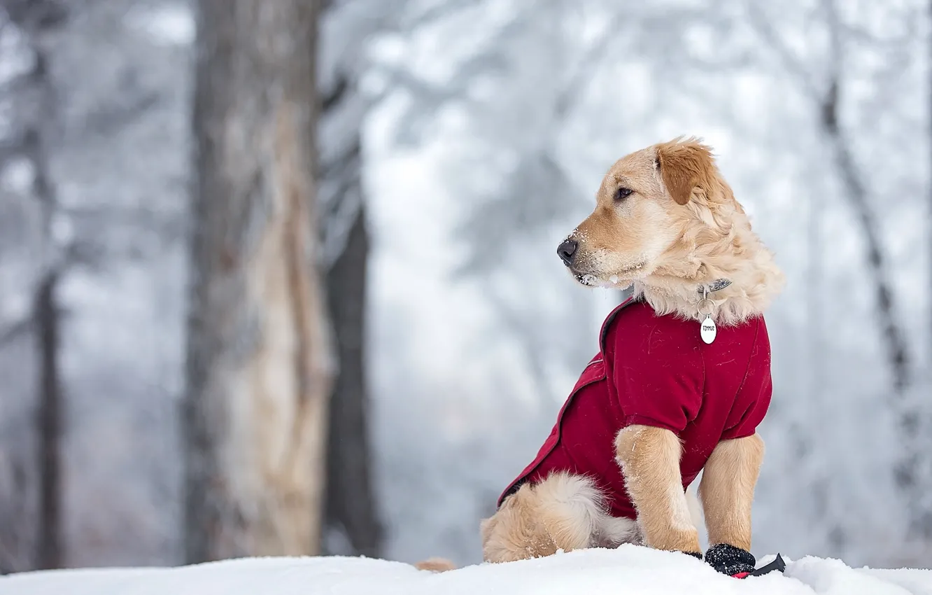 Photo wallpaper winter, snow, dog, puppy, Golden Retriever, Golden Retriever