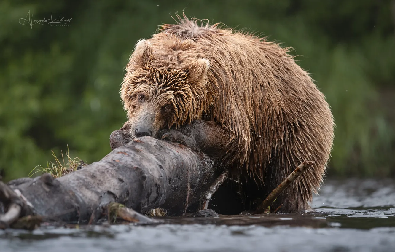 Photo wallpaper wet, bear, trunk, sad, melancholy, Alexander Kukanov