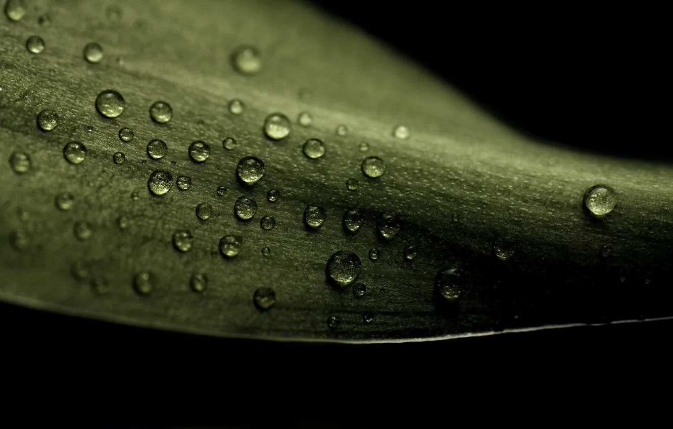 Photo wallpaper leaves, drops, macro, photo, leaf