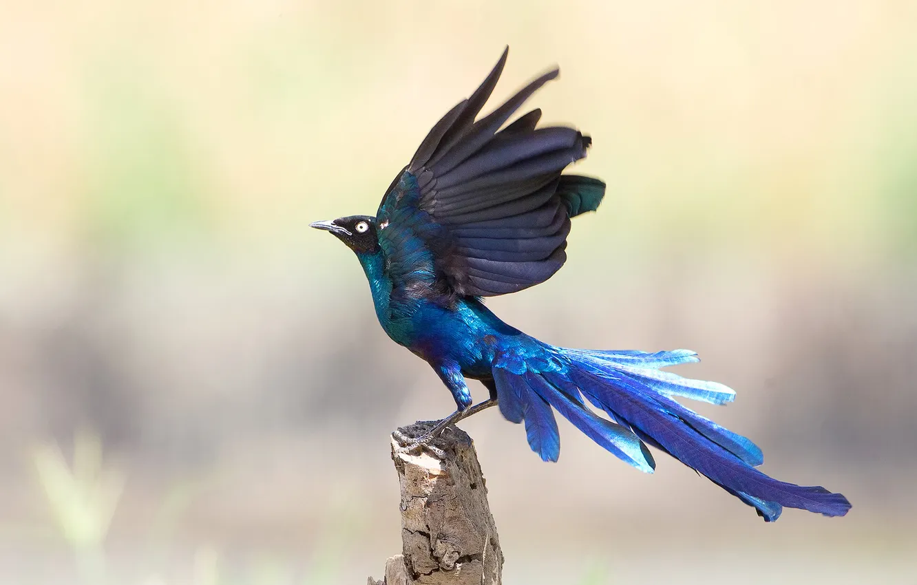 Photo wallpaper bird, wings, feathers, tail