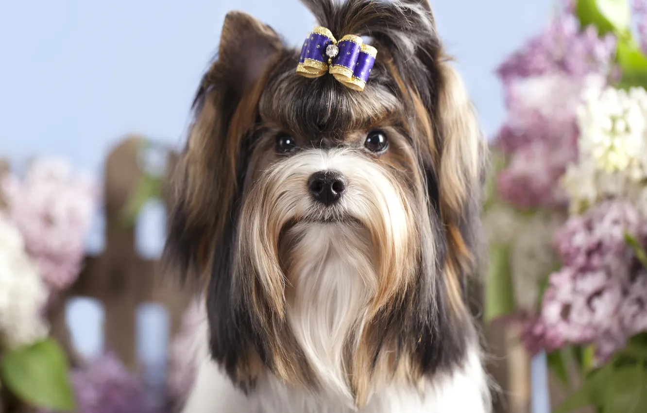 Photo wallpaper dog, girl, bow, barrette