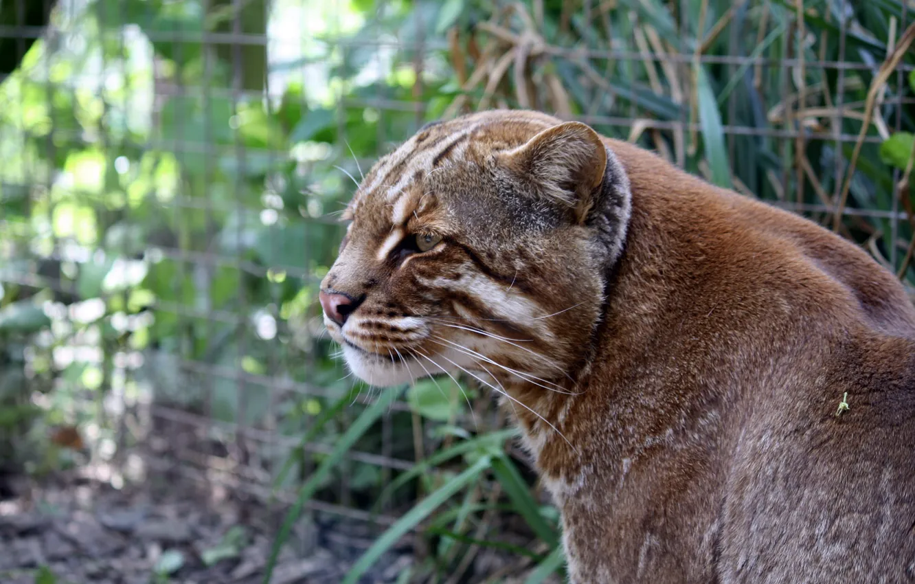 Photo wallpaper cat, profile, Golden cat, tamminga