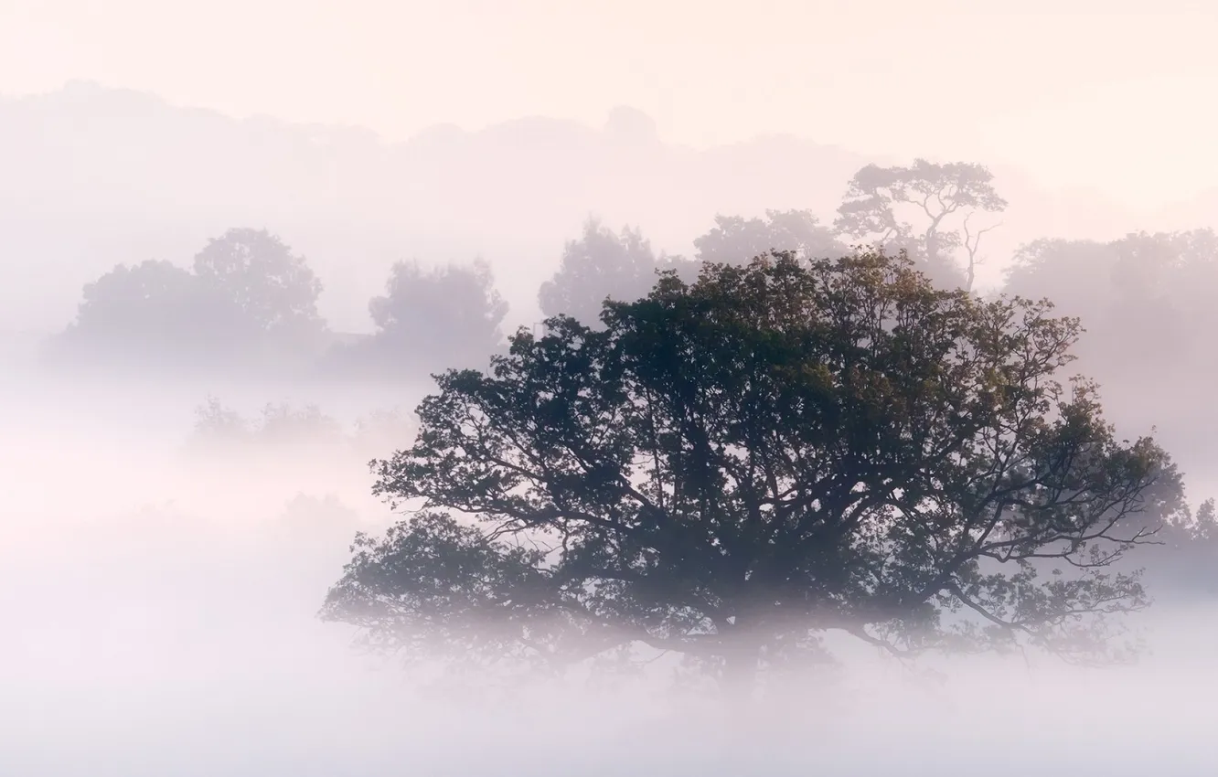 Photo wallpaper forest, trees, nature, fog, photo, morning, dense