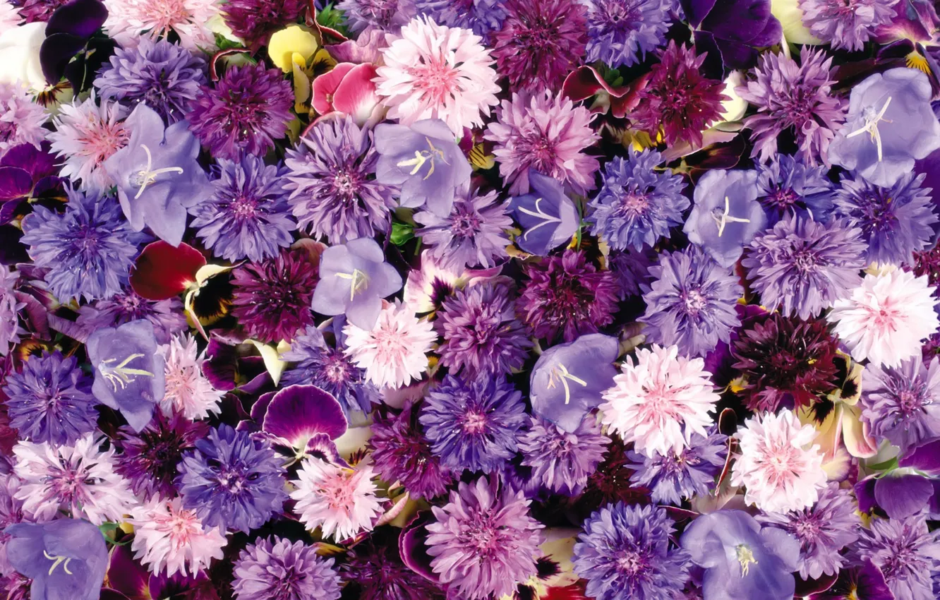 Photo wallpaper bells, flower carpet, cornflowers, violet