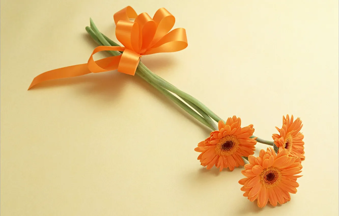 Photo wallpaper flowers, orange, gerbera, bow
