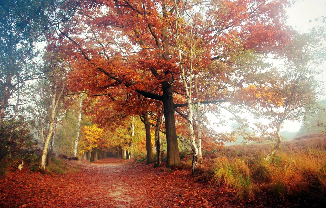 Photo wallpaper road, autumn, nature