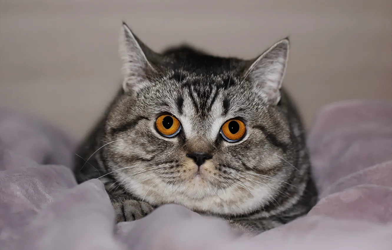 Photo wallpaper cat, look, background