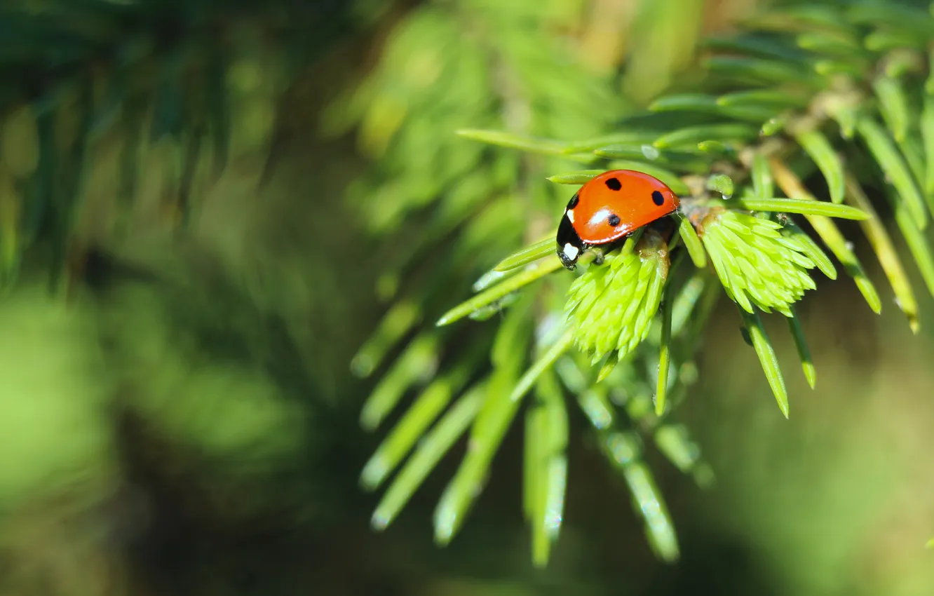 Photo wallpaper red, insect, ladybird
