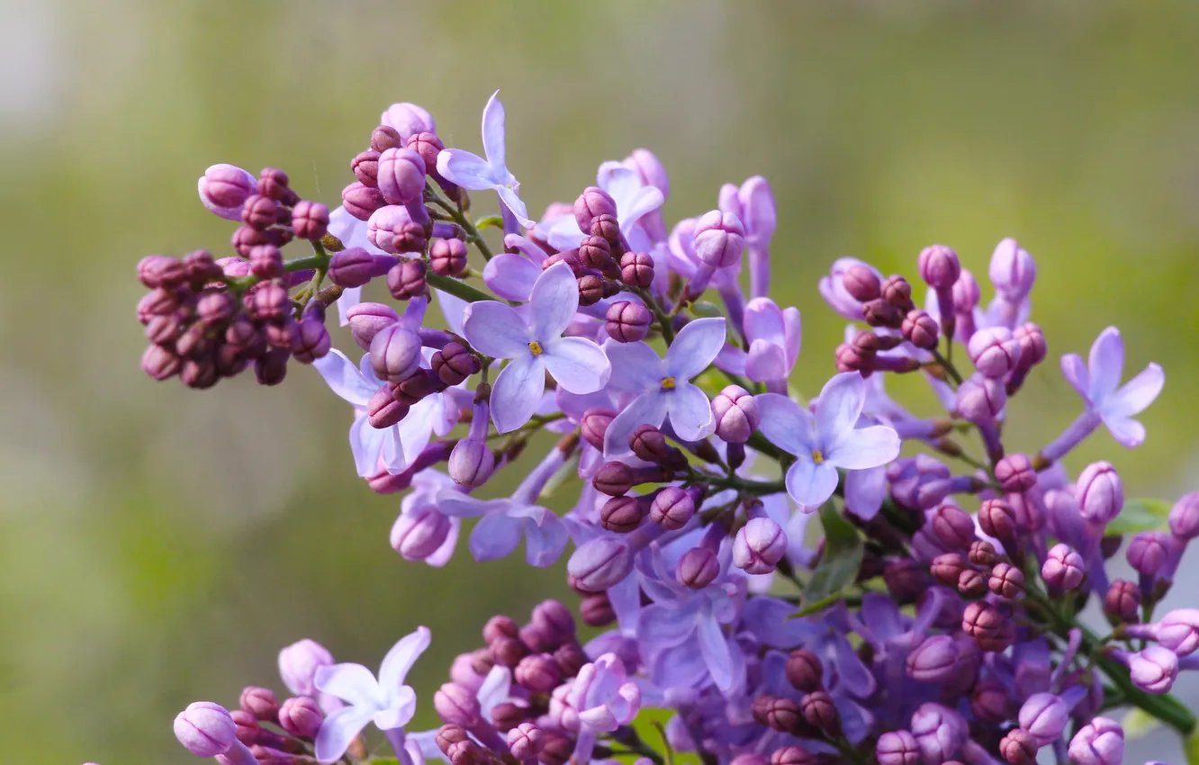 Photo wallpaper flower, spring, lilac