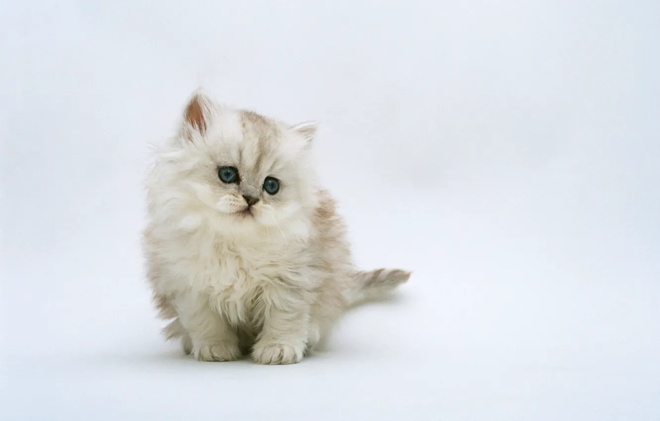 Photo wallpaper background, kitty, cutie