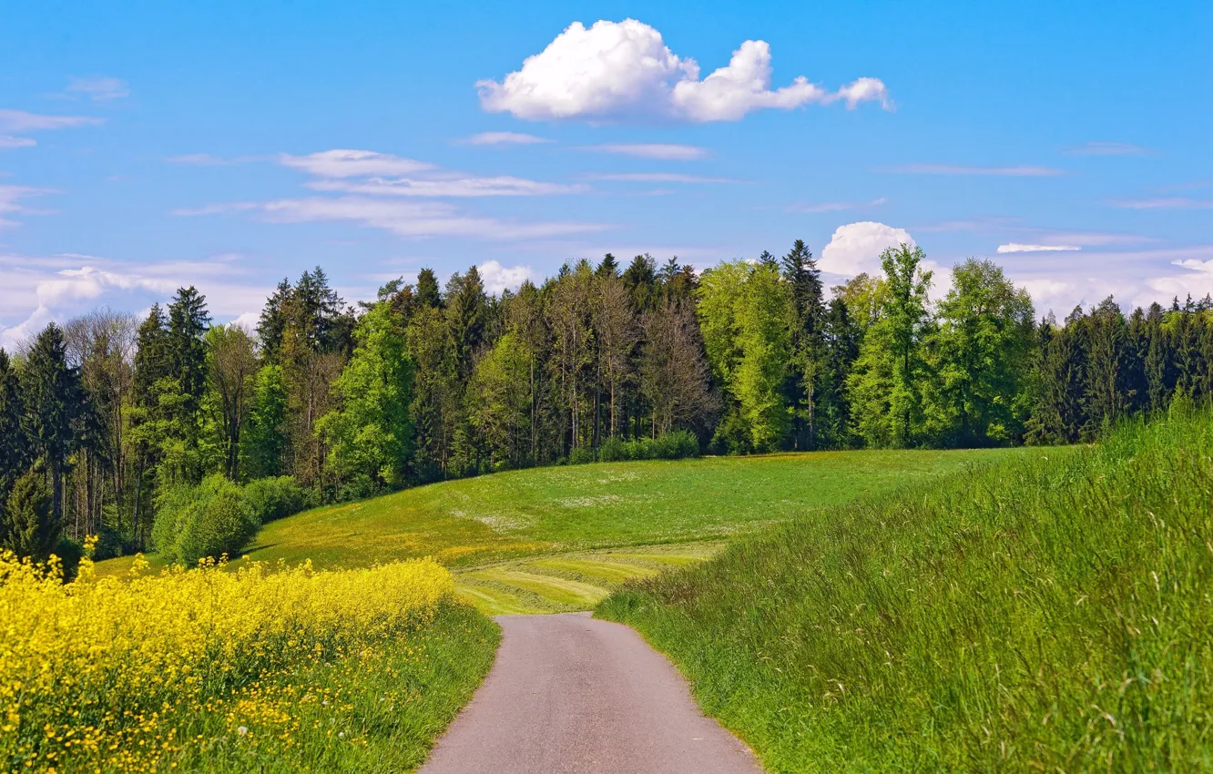 Photo wallpaper road, field, forest, summer, the sky, clouds, trees, flowers