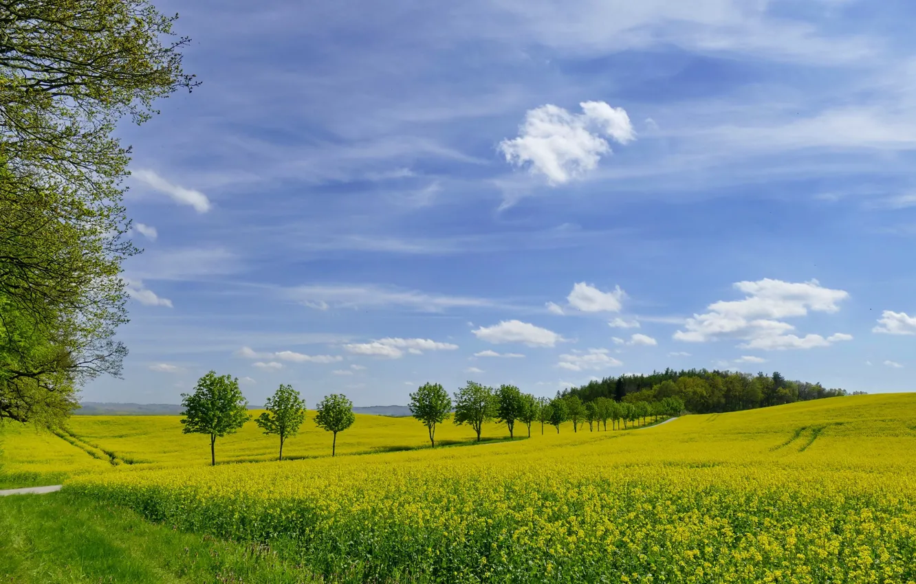 Photo wallpaper greens, field, the sky, grass, photo