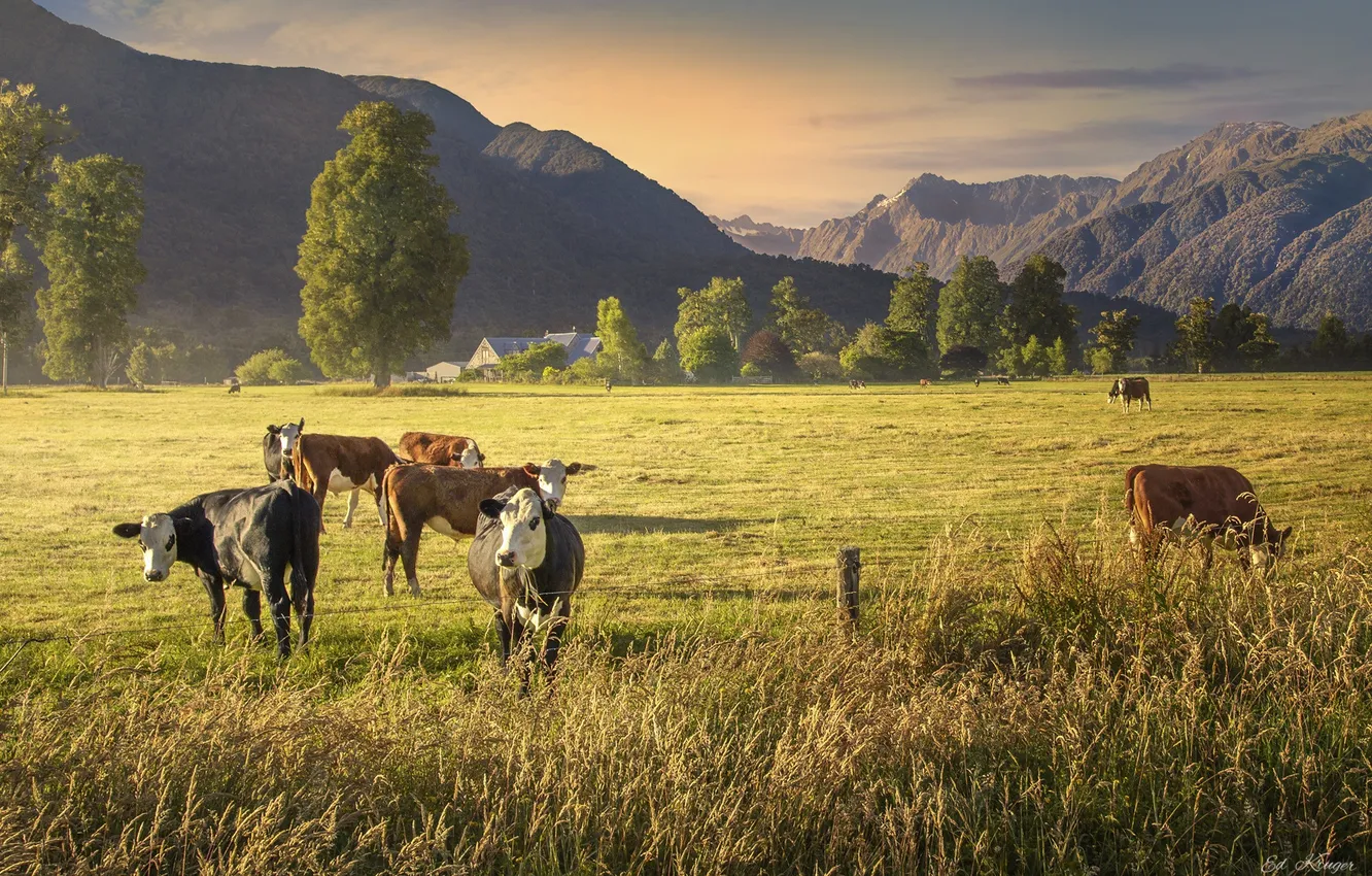 Photo wallpaper landscape, mountains, cows, meadow