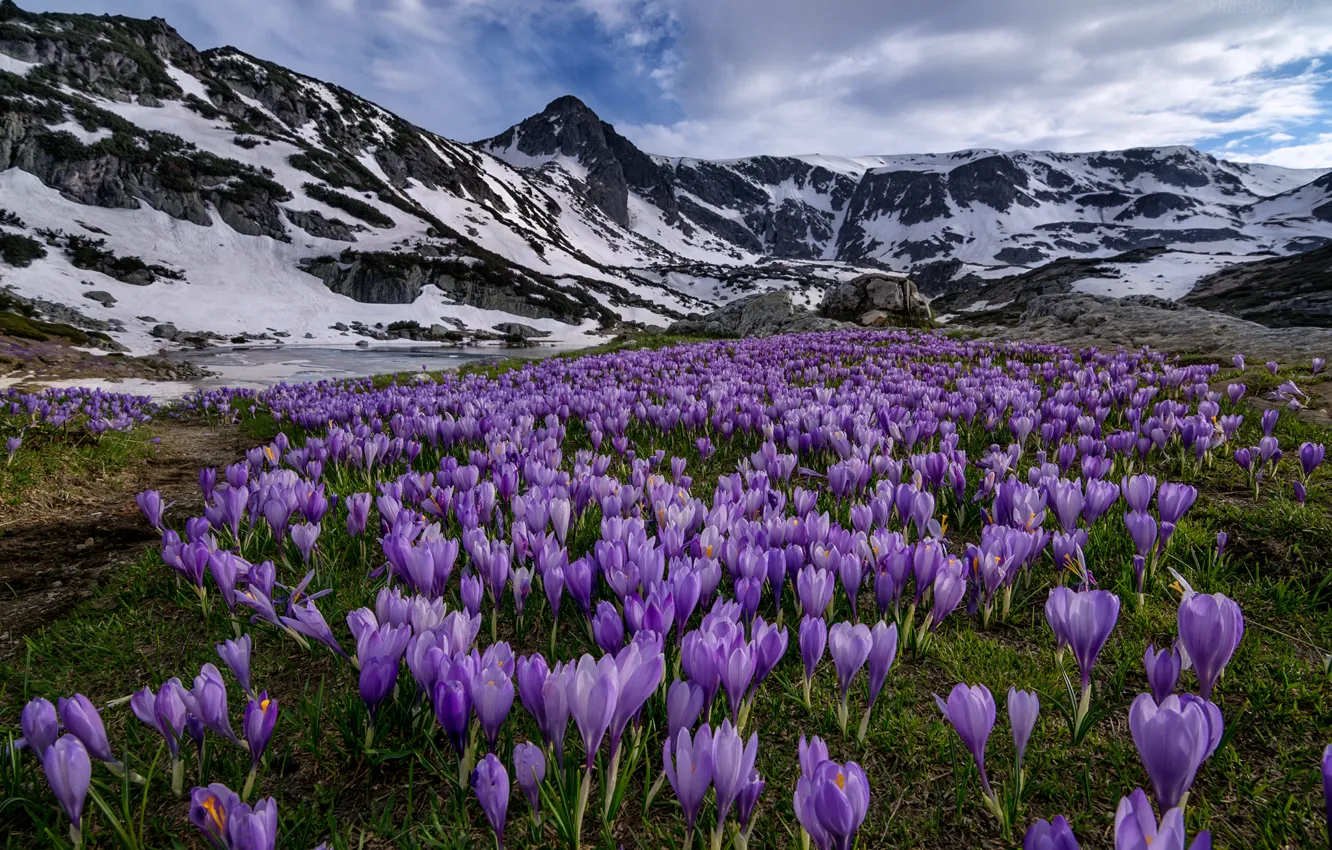 Photo wallpaper flowers, mountains, meadow, crocuses, Bulgaria, Bulgaria, Rila National Park, Rila national Park