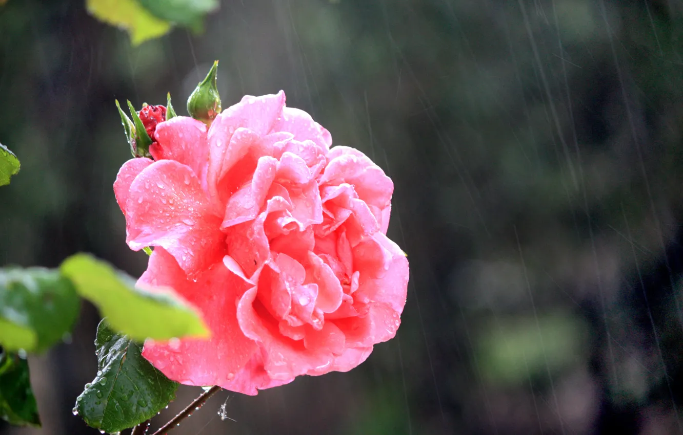 Photo wallpaper rain, rain, Pink rose, Pink rose
