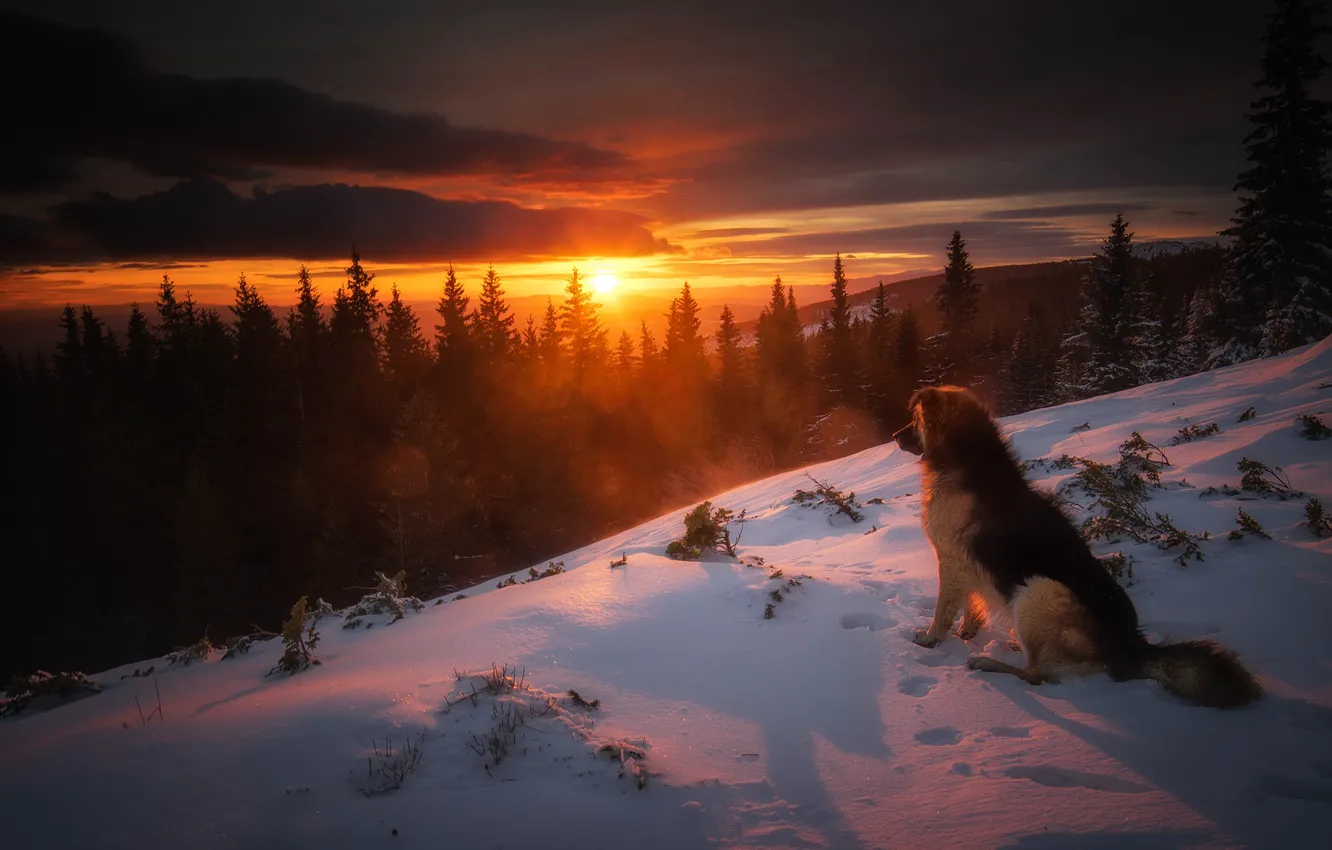 Photo wallpaper winter, forest, snow, sunset, nature, dog, ate, dog