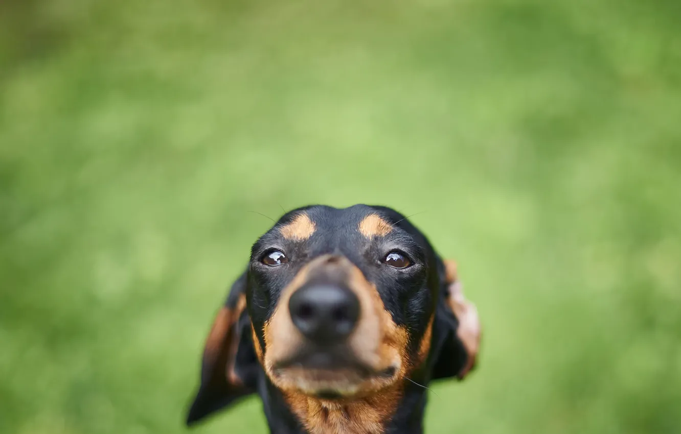 Photo wallpaper look, each, dog